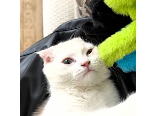 3 aylık British oyuncu yavru