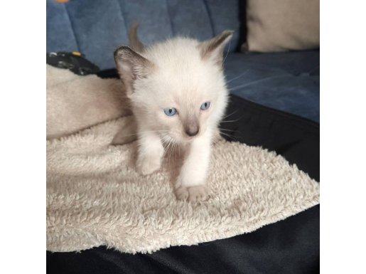 Siyam son dişi orj.