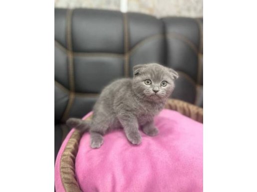 İyi kalitede scottish fold yavru istanbul