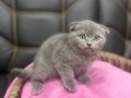 İyi kalitede scottish fold yavru istanbul