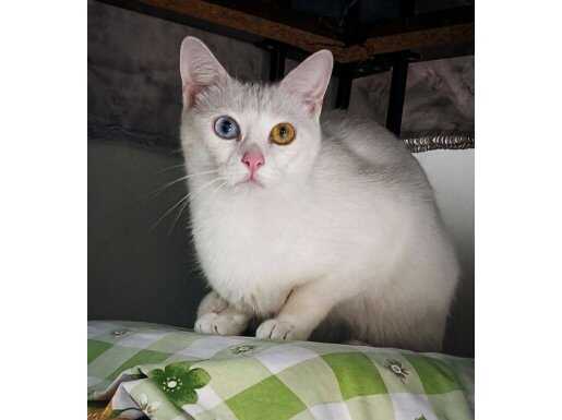 Kısırlaştırılmış Dişi VAN Kedisi 