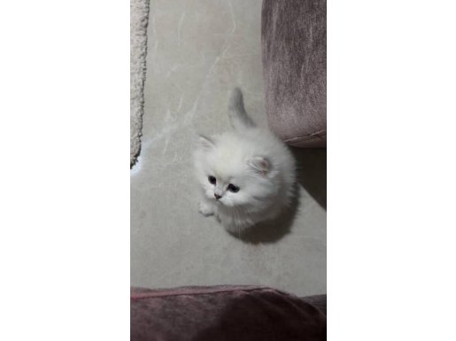 2.5 aylık dişi British longhair pofuduk yüzlü