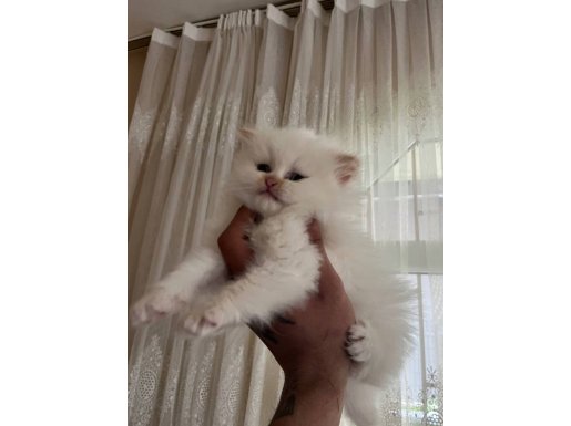 2 Aylık Dişi ragdoll