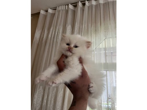 Red Point Dişi British Longhair