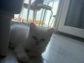 İki Oyun Manyağı Yavru Uygun