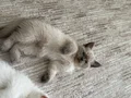 İki Oyun Manyağı Yavru Uygun