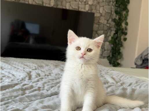 Safkan British Shorthair Kar Beyazı Yavru
