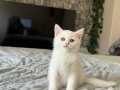 Safkan British Shorthair Kar Beyazı Yavru