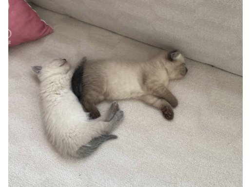 2 Aylık Bluepoint Yavrular