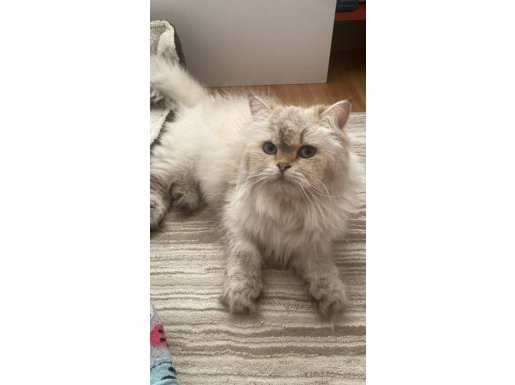 GÜZELLER GÜZELİME KALICI YUVA ARIYORUZ (AÇIKLAMAYI OKUYUN)