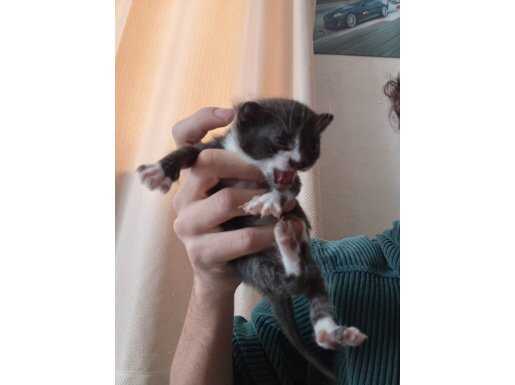 Anne ve 3 yavru British Shorthair