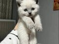 Scottish Fold bebekler 