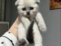 Scottish Fold bebekler 