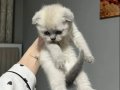 Scottish Fold bebekler 