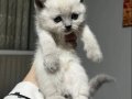 Scottish Fold bebekler 