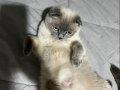 Scottish Fold bebekler 
