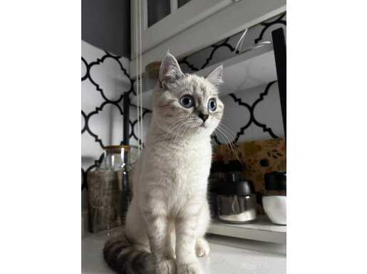 Evimizin Gözbebeği Muhteşem British Shorthair