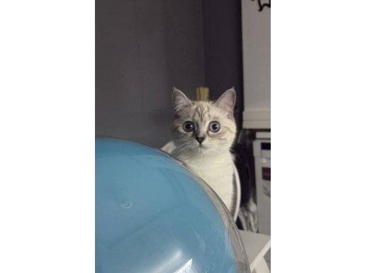 Gümüş asaletli Uslu Prenses British Shorthair