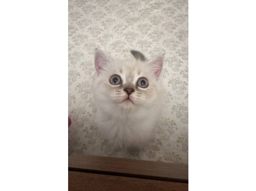 Mavi gözlü 2 aylık British Yavrumuz 