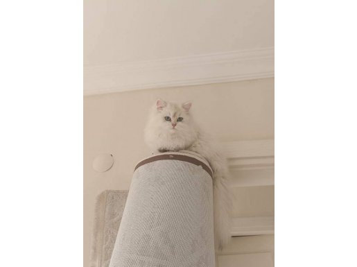 Beyaz melek uysal bebek