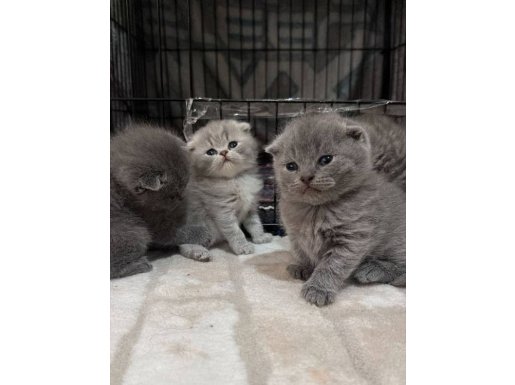 Bebek Yüzlü Emsalsiz Güzel Scottish Fold 2 Aylık