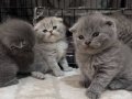 Bebek Yüzlü Emsalsiz Güzel Scottish Fold 2 Aylık