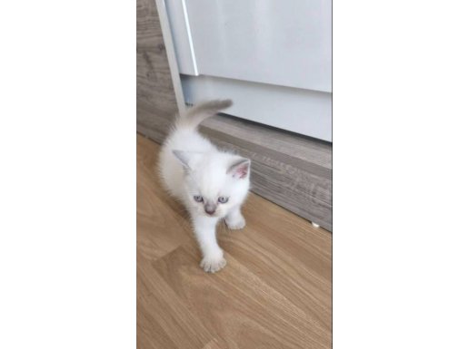 2 aylık British yavruları sahiplendirmek istiyoruz 