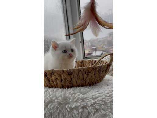 100% safkan Silver british shorthair 45 günlük