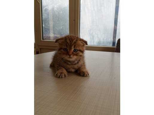 Scottish Fold bebeklerimiz 