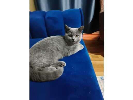  Gümüşi Kürklü 5 Aylık British Shorthair Erkek