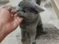 6 aylık erkek sağlıklı ve oyuncu ömürlük yuva aranıyor