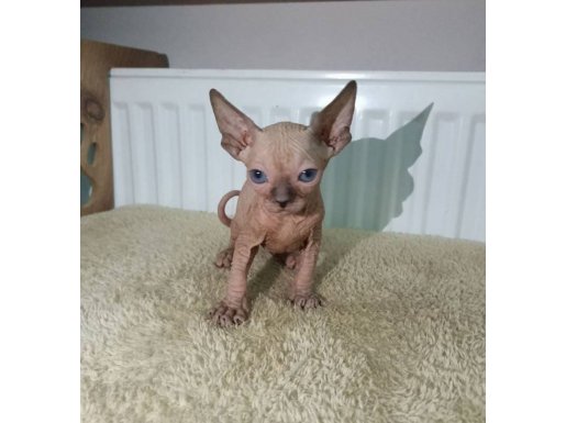 2 Aylık Sphynx Cinsi Yavruşlar