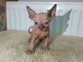 2 Aylık Sphynx Cinsi Yavruşlar