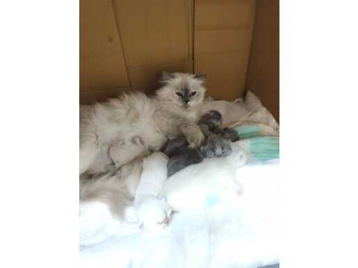 Gümüş Gri Geçişli Muazzam Tüylere Sahip Chinchilla Yavrularımız 