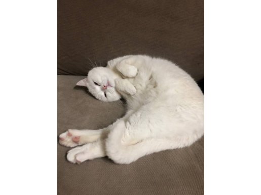 Kar Beyazı Uysal Sevimli Kedimiz 