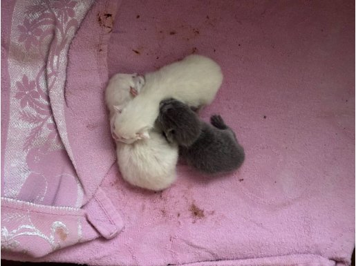 Sevimli Yavru Kediler Yeni Yuvalarını Arıyor