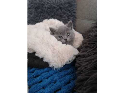 Dişi britishshorthair 