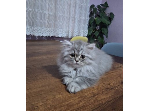 3 Aylık British Shorthair ve Schottish Fold Kırması Yavrular