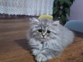 3 Aylık British Shorthair ve Schottish Fold Kırması Yavrular