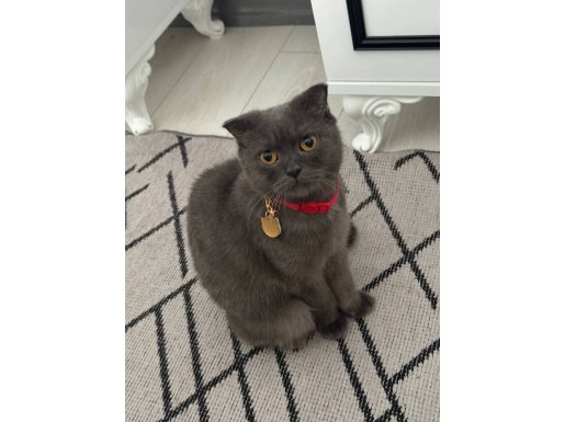 SICAKKANLI LUNA YENİ SAHİBİNİ ARIYOR