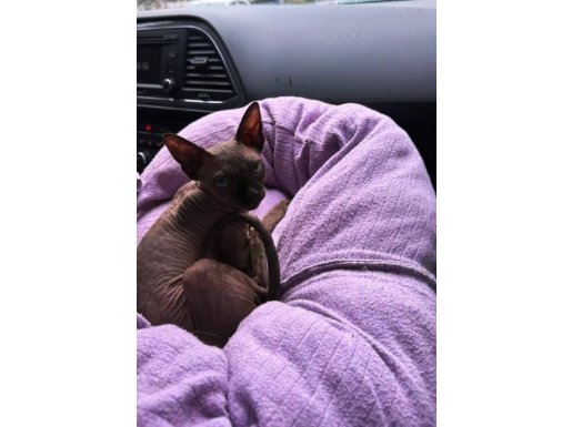 3.5 AYLIK DİŞİ SPHYNX