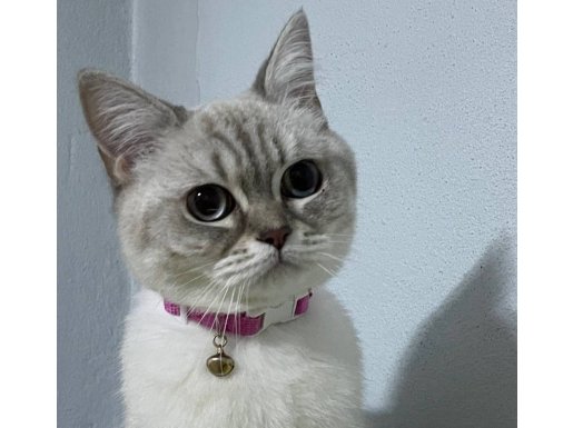 sevimli kedim linaya yuva arıyoruz