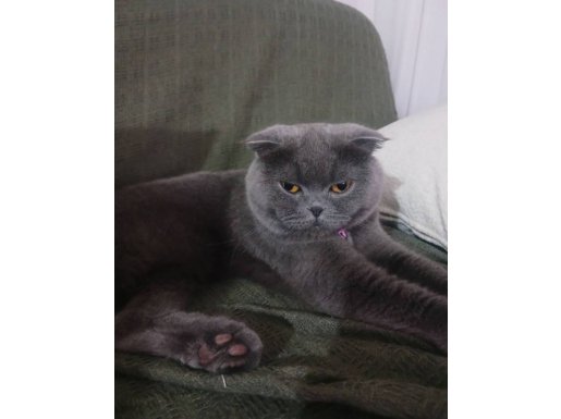 2 yaşında dişi + full ekipman + eğitimli 