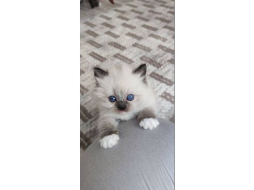 FIRSAT yavru RAGDOLL UYGUNA