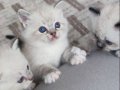 FIRSAT yavru RAGDOLL UYGUNA