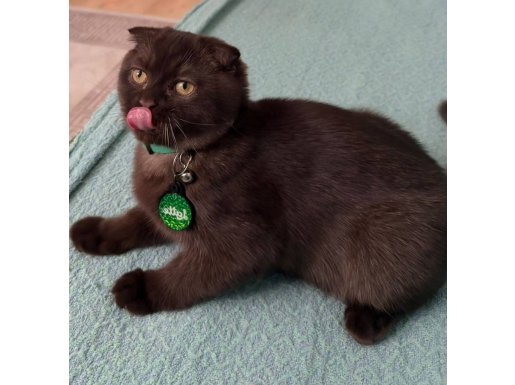 5 Aylık kakaovari Scottish Fold Yavrum