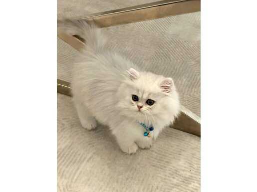 Sosyal Karakterli 2.5 Aylık British Shorthair