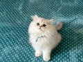 Sosyal Karakterli 2.5 Aylık British Shorthair