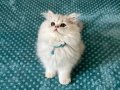 Sosyal Karakterli 2.5 Aylık British Shorthair
