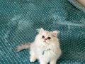Sosyal Karakterli 2.5 Aylık British Shorthair